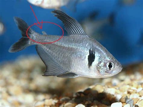 black phantom tetra male vs female|male black phantom tetra.